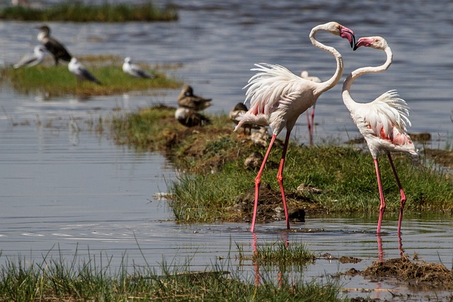 Explore the Enchanting Wonders of Nakuru, Kenya with Travel World Safaris!