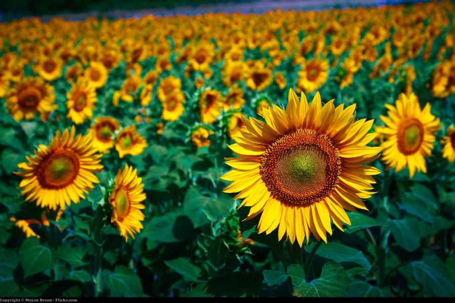 Discover the Enchanting Italian White Sunflower Fields of Tuscany: A Photographer’s Dream!