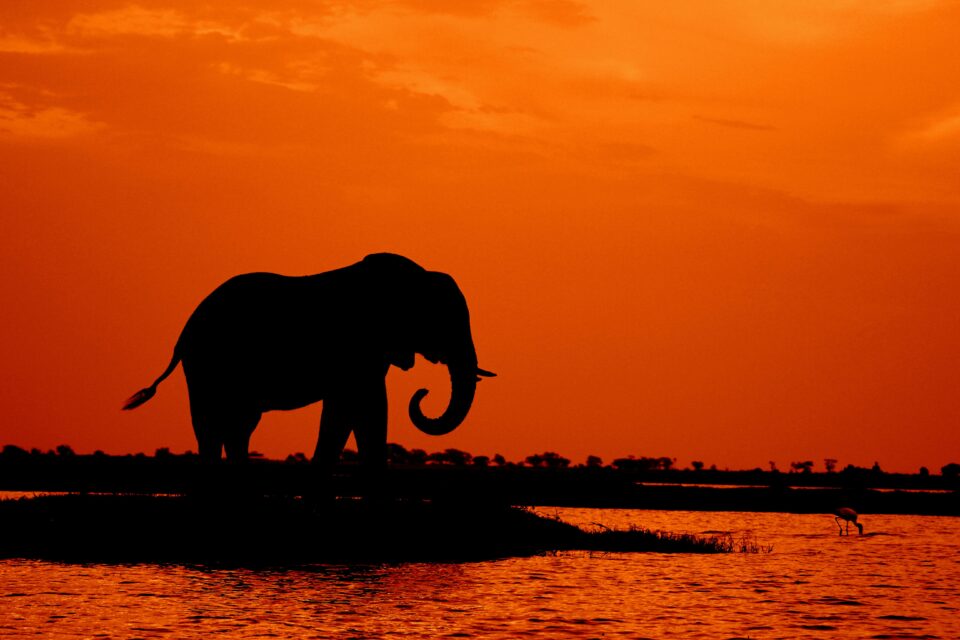 Exploring Botswana’s Enchanting Waterways: A Luxurious Safari Experience