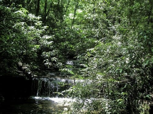 Bringing nature into your home