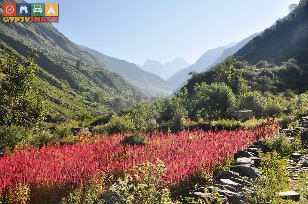 Epic Himalaya Treks: Ramdana fields of Amaranth (also known as Rajgira or Chaulai) near Osla Village