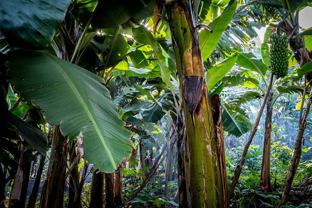 Banana Leaves: A 2000 BC Ancient Secret for Modern Times