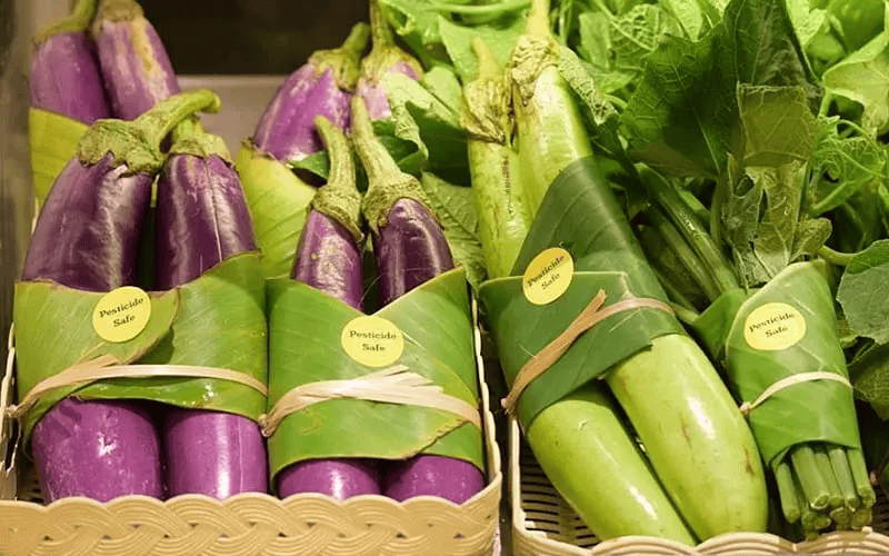 image 22 Banana Leaves: A 2000 BC Ancient Secret for Modern Times
