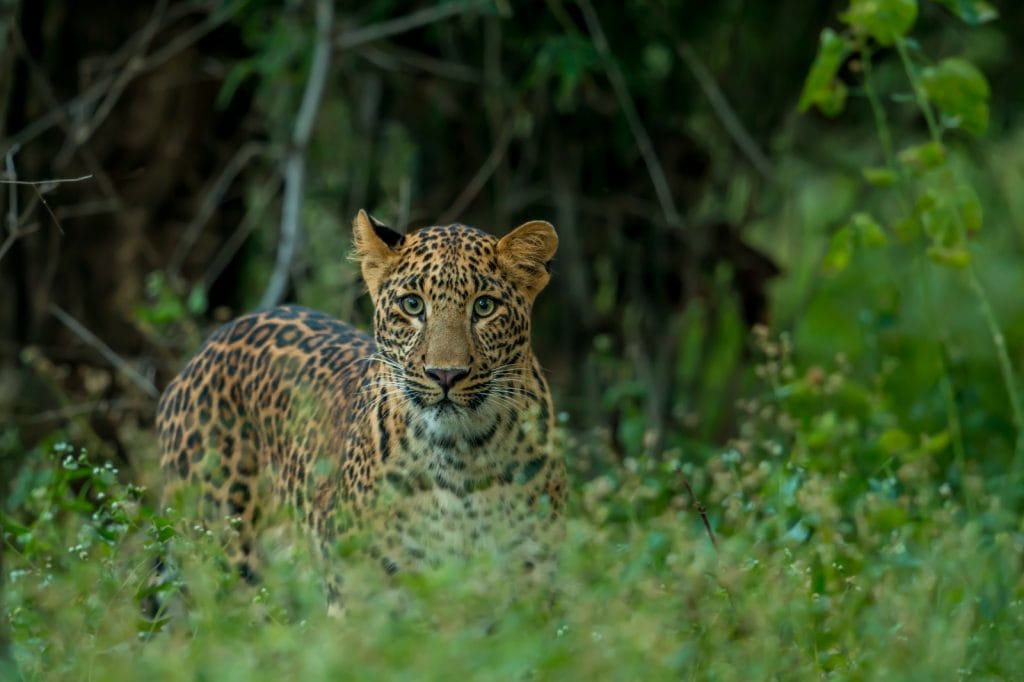 ‘Incredible Madhya Pradesh’ tops tourist charts with 134.1 million visitors in 2024