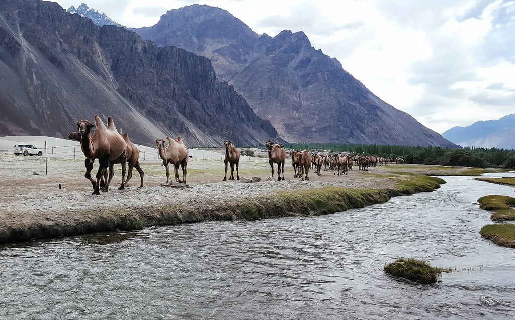 Best Trekking Trails of Ladakh - Nubra Valley