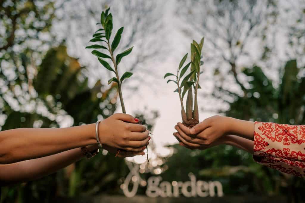 Marriott India plants 100,000 trees on World Environment Day 2025