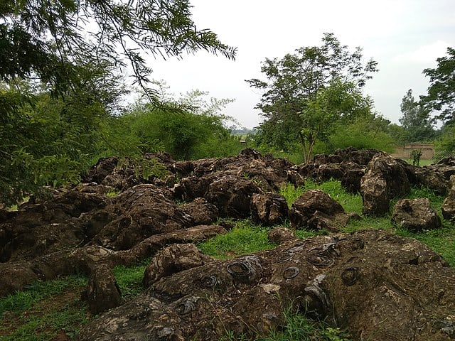 1.4 Billion year old fossil of algae, Salkhan Fossil Park, Sonbhadra is being considered for UNESCO List. Image courtesy: Yash Partner via Wikkimedia commons