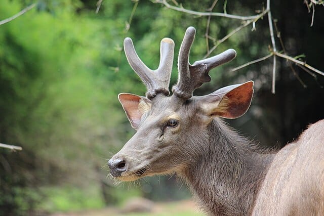 The park’s most famous resident is the Sangai, also known as the brow-antlered deer (Rucervus eldi eldi). Once thought to be extinct, it was rediscovered in 1953. Image courtesy: Satyakumar via Wikkimedia commons