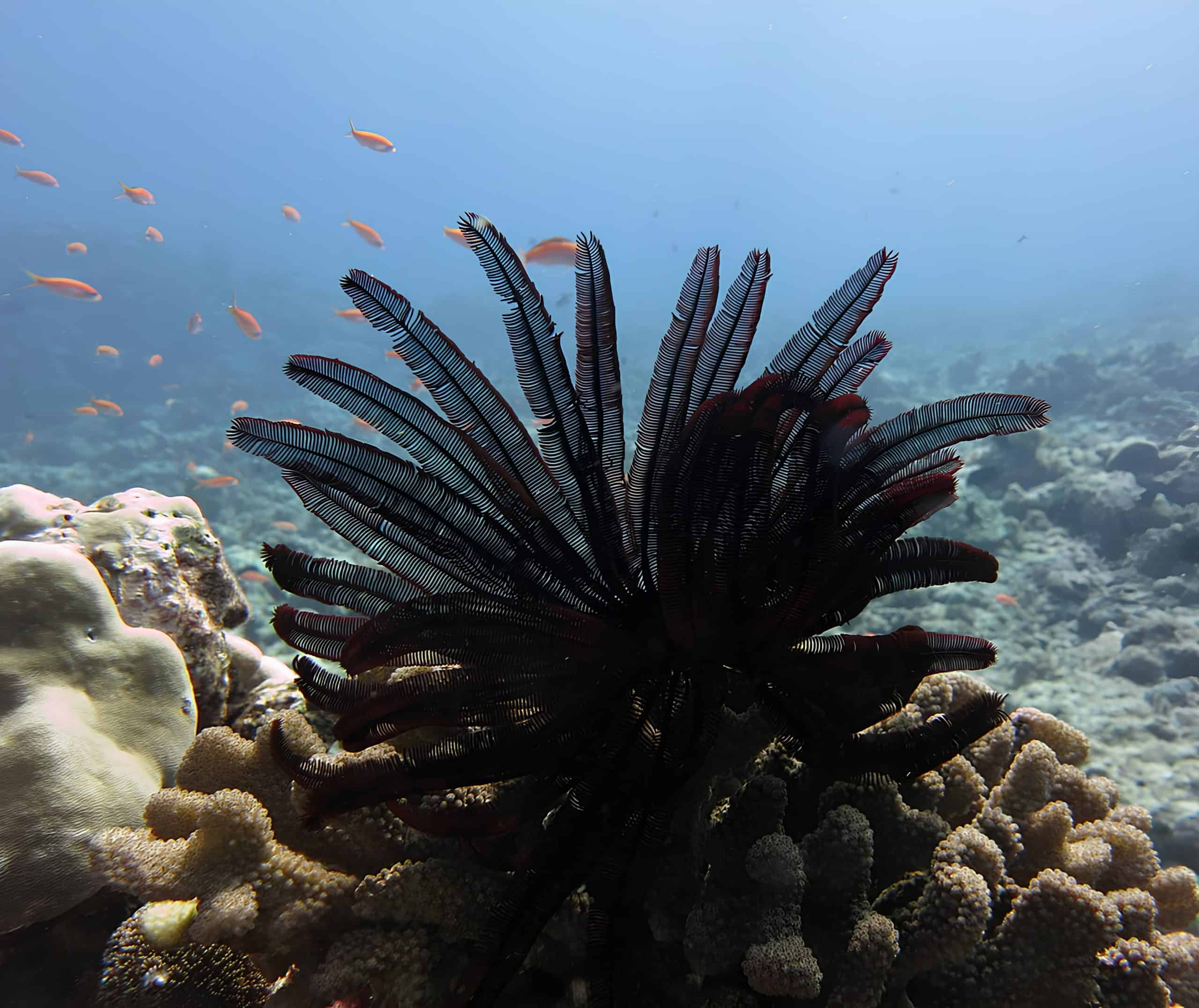 Feather star coral reef in Lakshadweep atolls. Courtesy: Wikimedia Commons