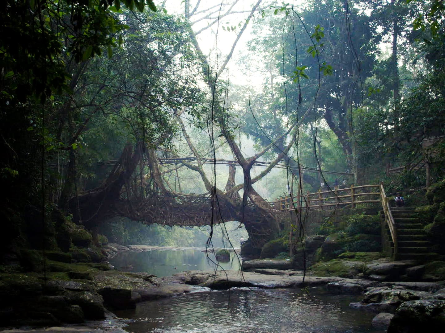 Bridging Spaces; Living Roots!