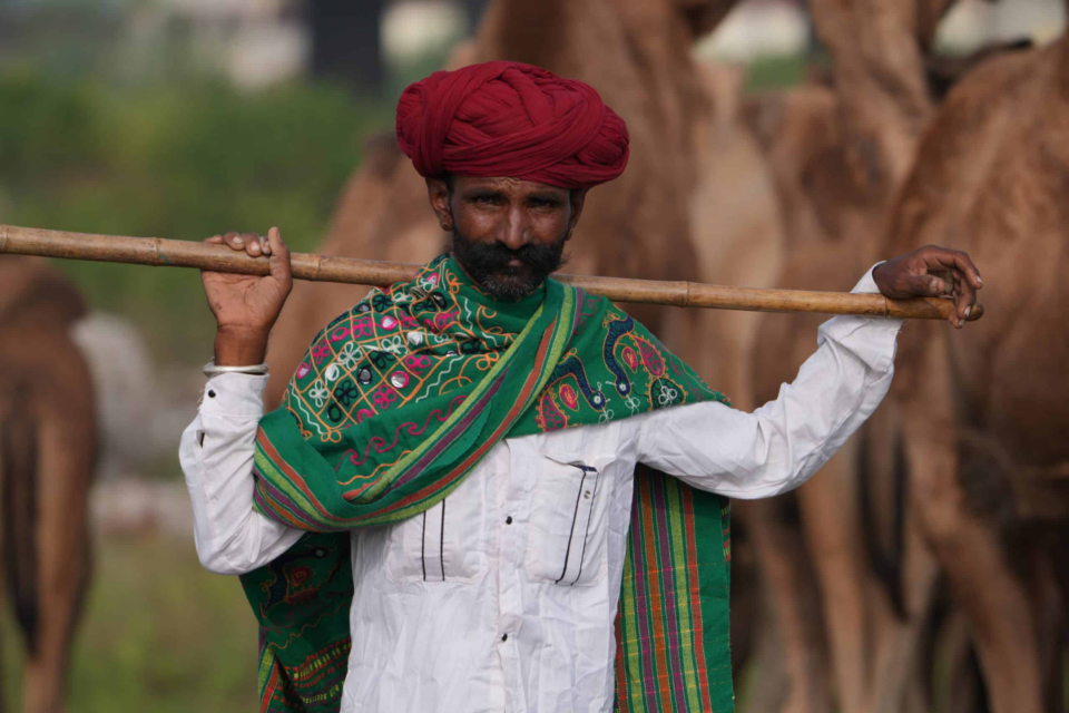 Chandrabhaga Cattle Fair 2025: A Riot of Colours, Culture, and Cattle