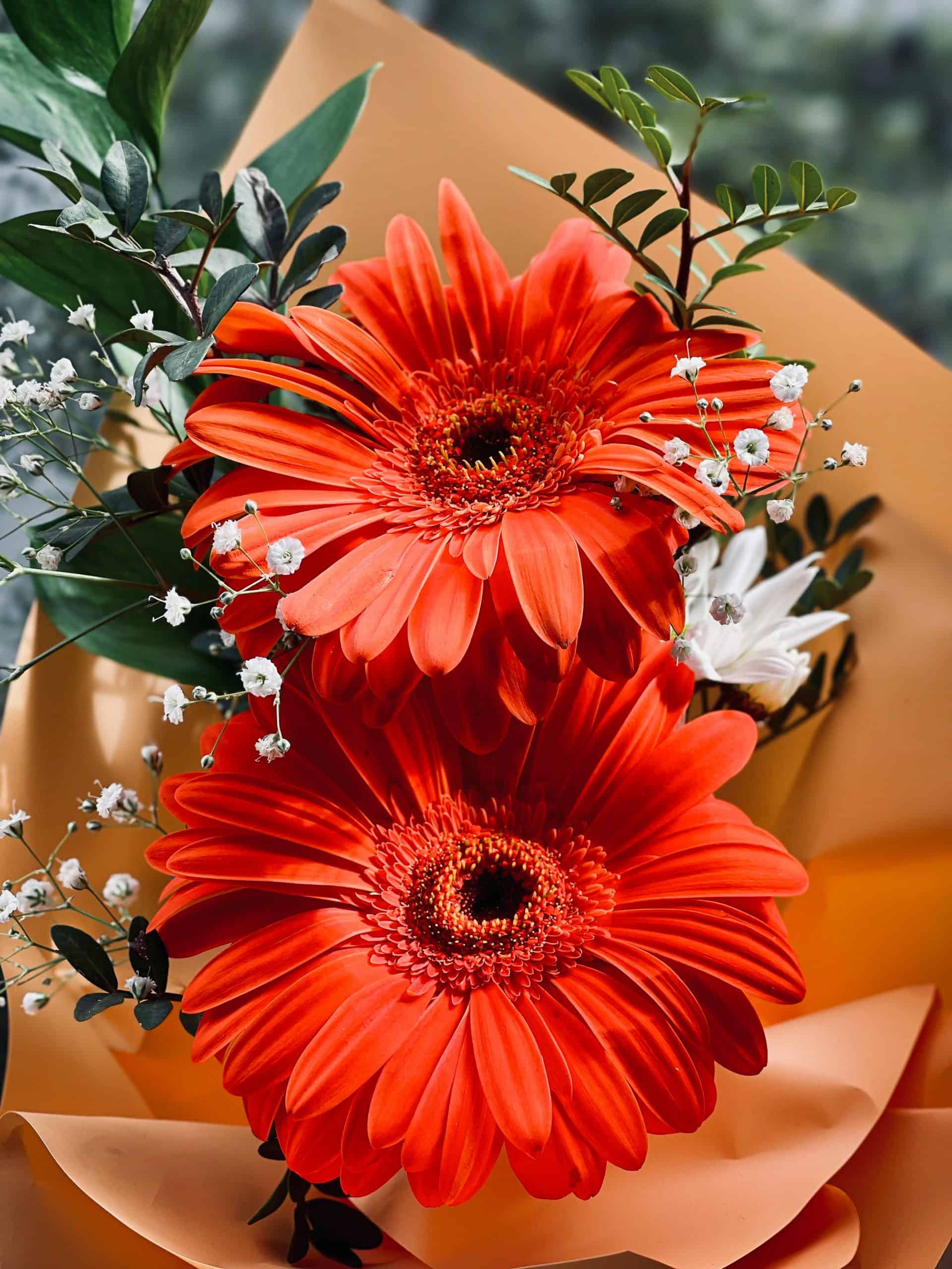 Gerbera Image Courtesy: haticekesnik  via pexels