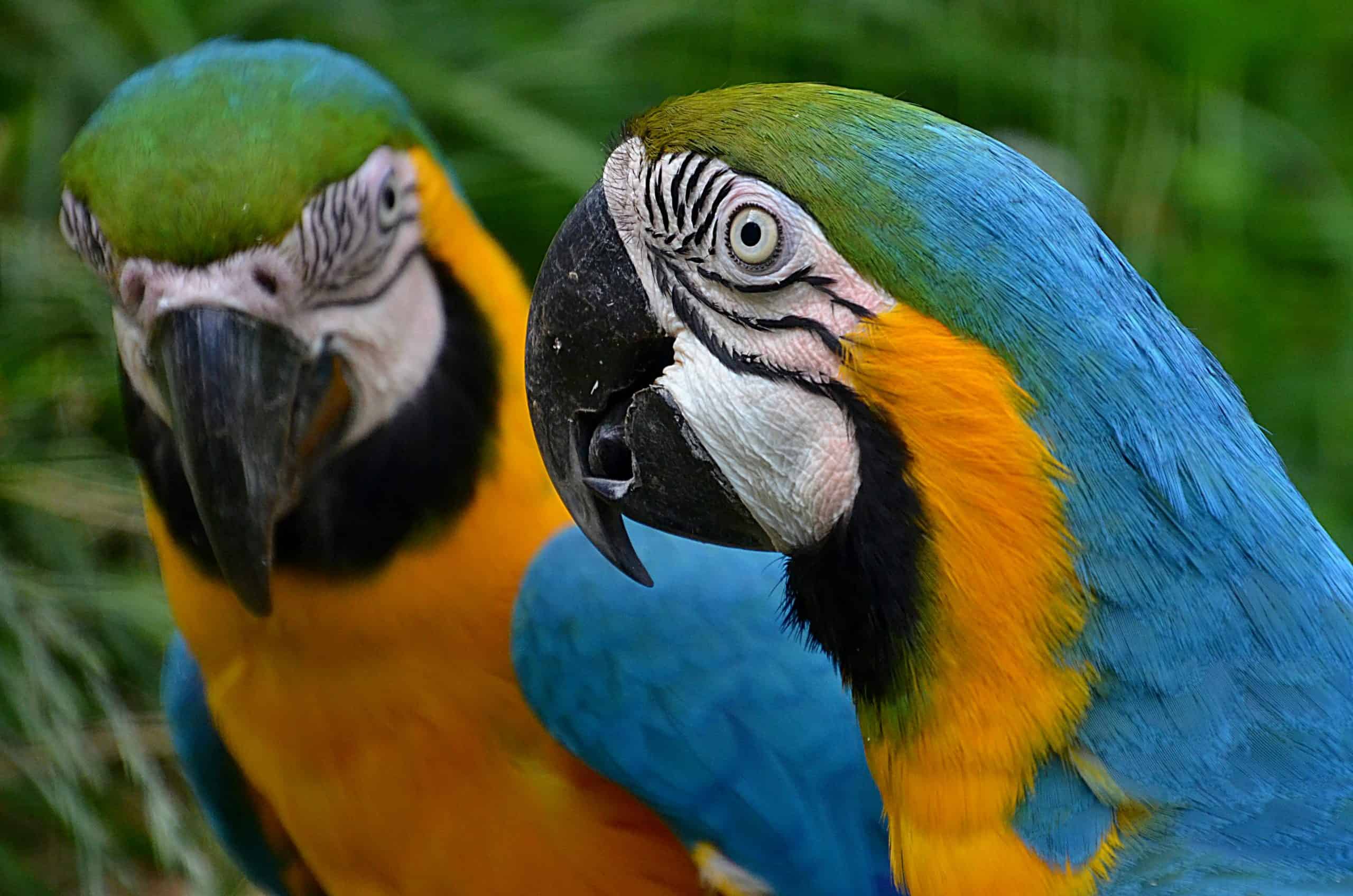 A Pair of Identical Macaws in the Amazon. Courtesy: Jiří Mikoláš, Pexels