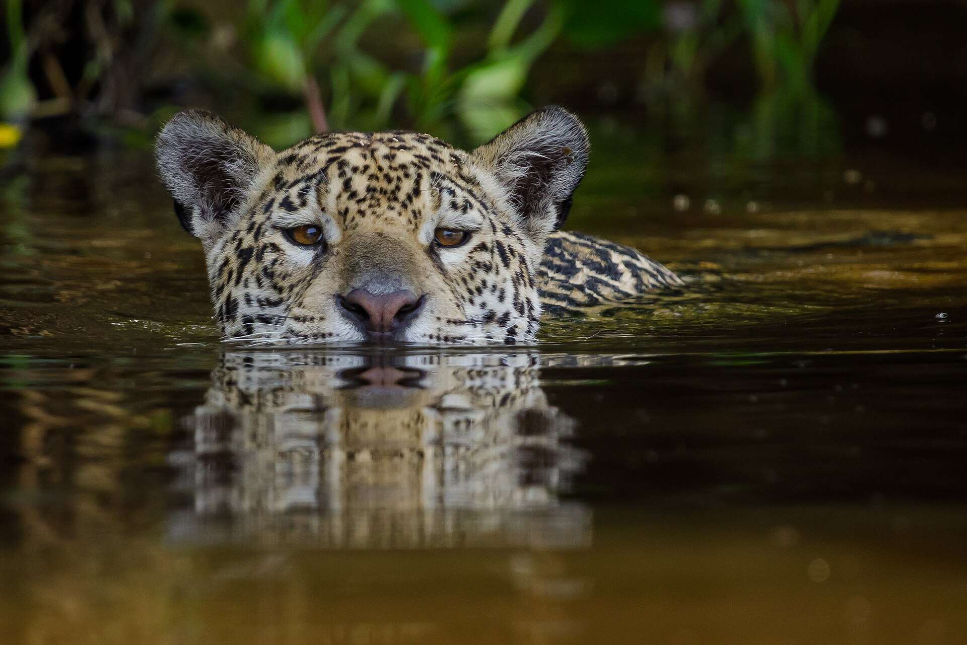 Jaguar in northern Pantanal, Brazil. Courtesy: Wikimedia Commons